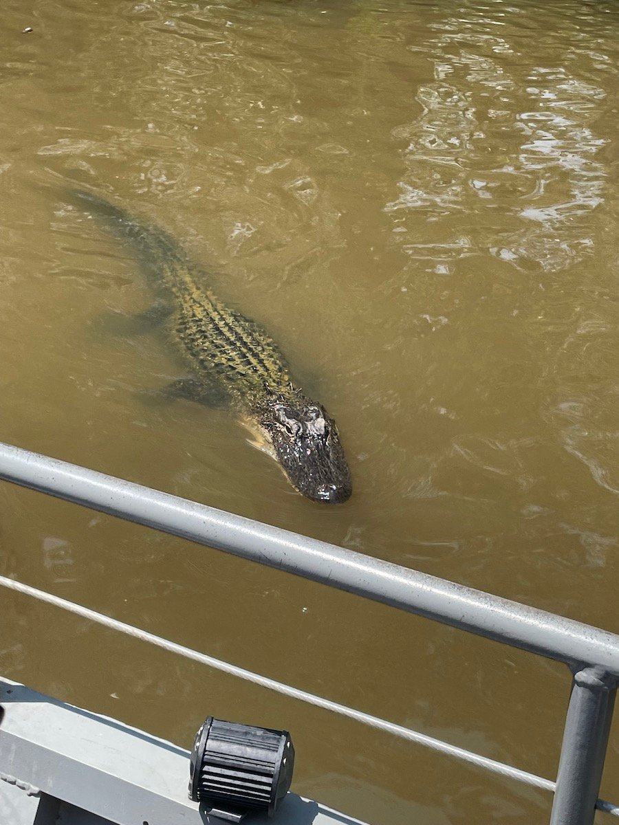 swamp tour alligator